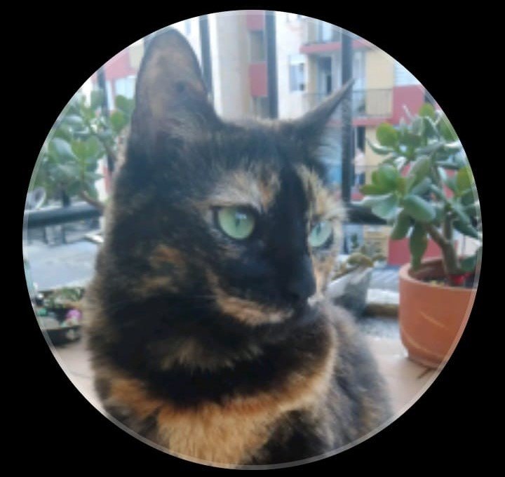 Motto Kat